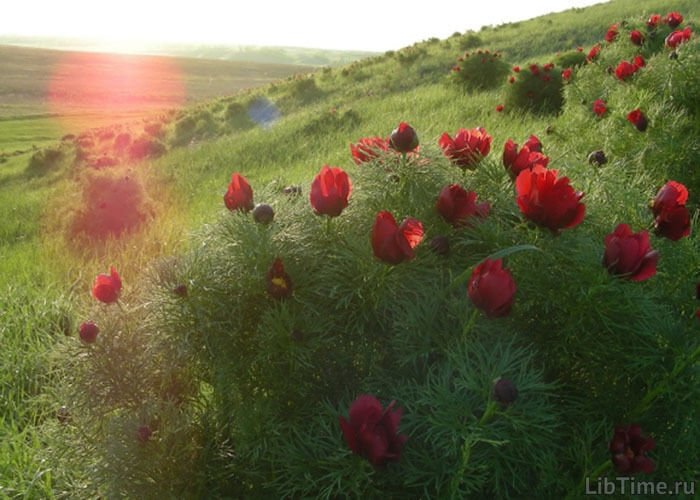 Steppe vegetation