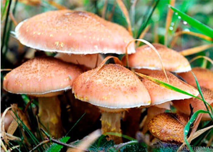 Fungi - chlorophyll-free organisms