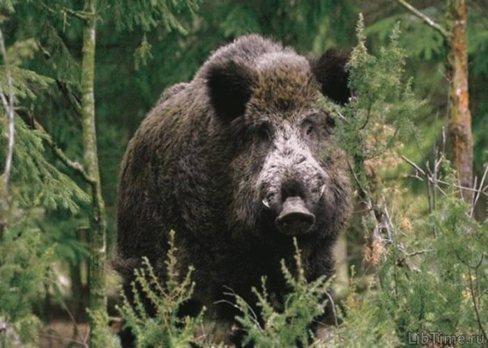 Wild boar tusker