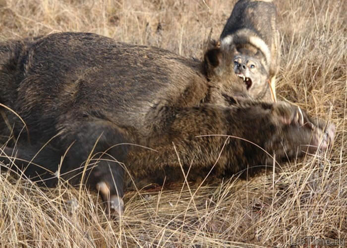 Dog gripping the boar in a death grip