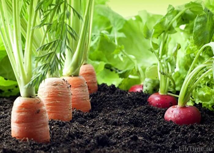 Large vegetables
