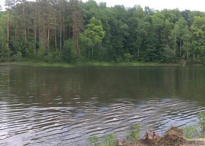 Forest area