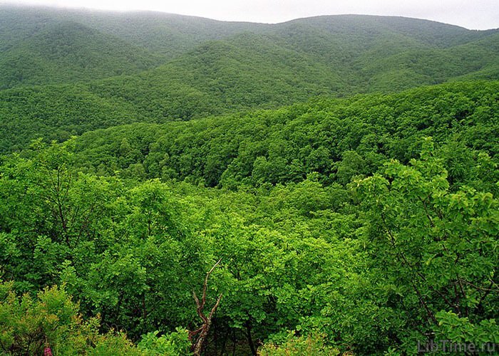 Deciduous forest
