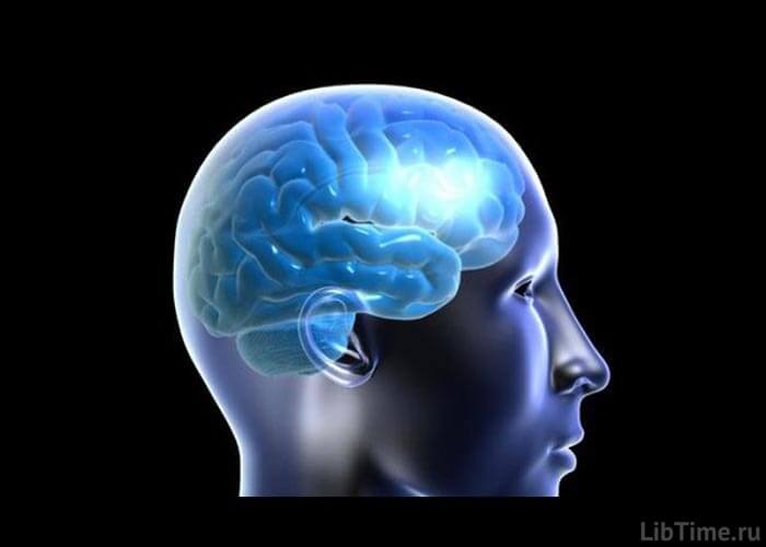 Human cerebral cortex