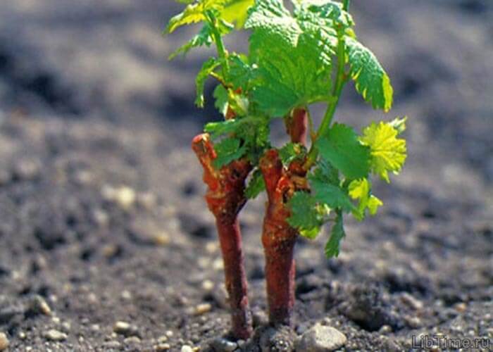 Grapevine grafting
