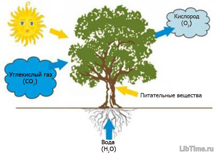Процесс фотосинтеза