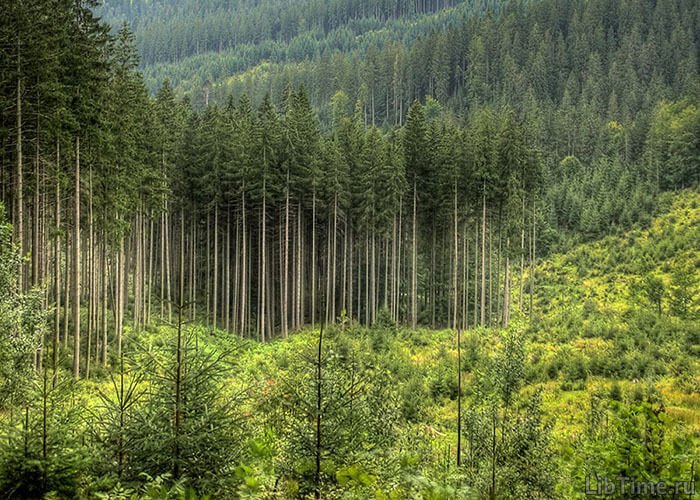 Formation of spruce forests