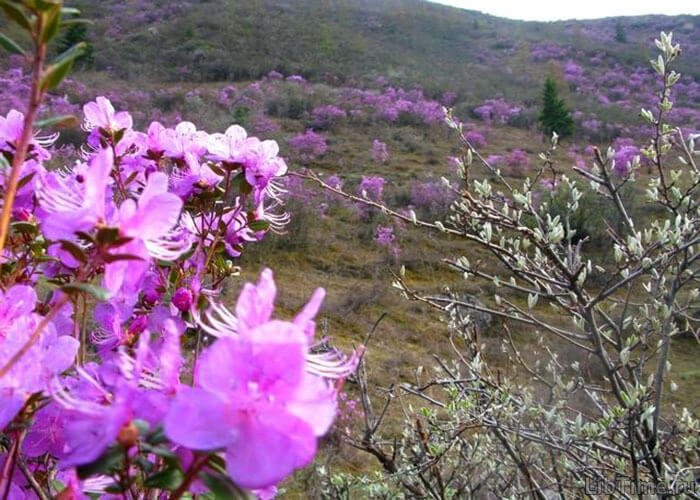 Wild rosemary plant