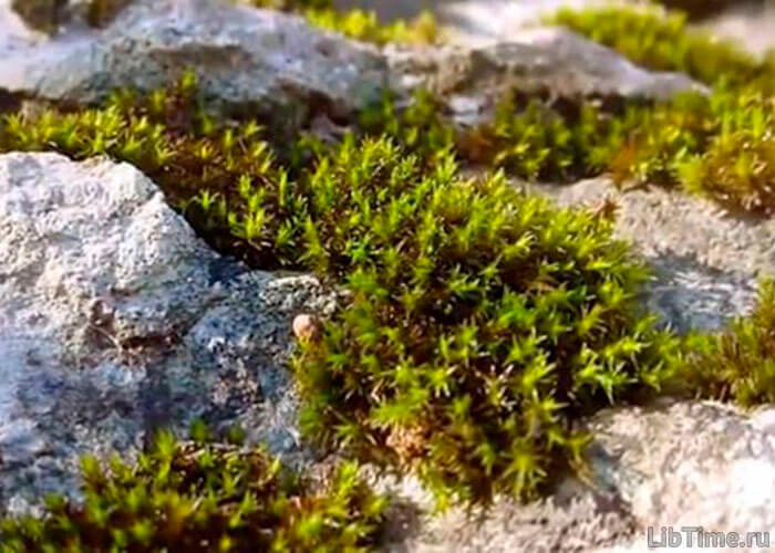 Northern plants