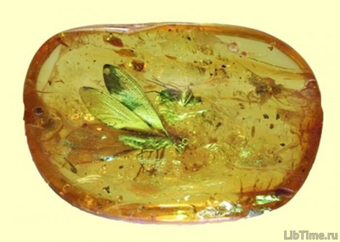 Amber is the hardened resin of certain ancient coniferous trees
