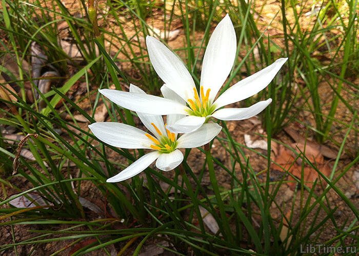 Steppe plants