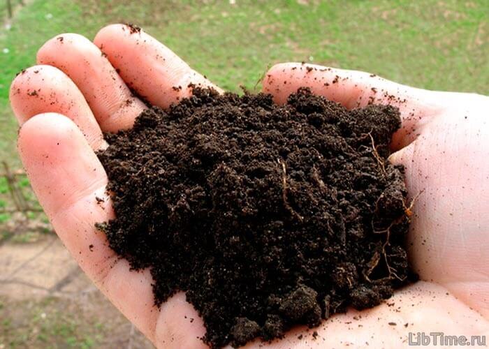 Peat - reserves of preserved solar energy