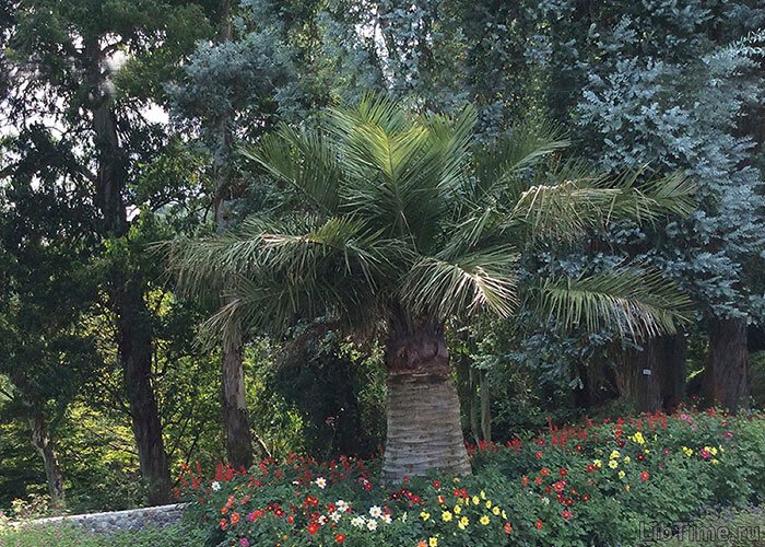 Southern plants