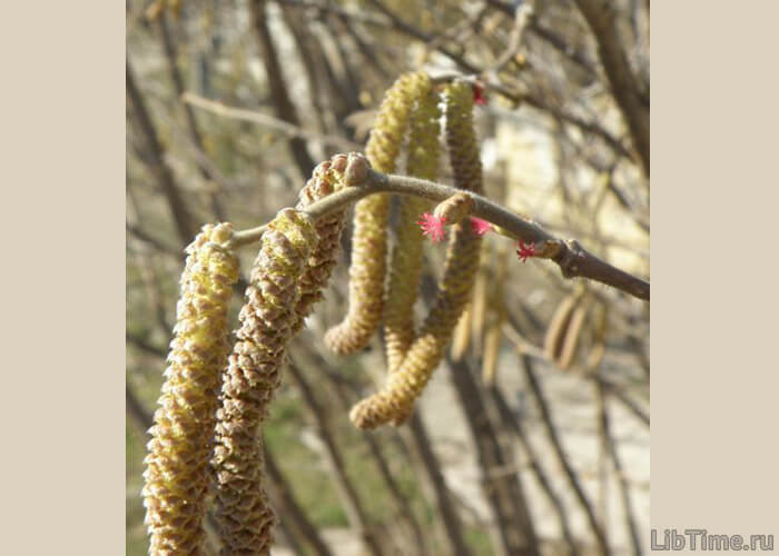 Catkins and pistillate flowers of hazel