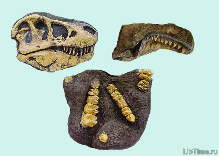 Excavation of ancient animals
