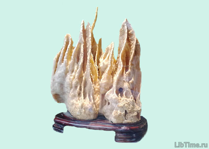 Fossilized ancient shell