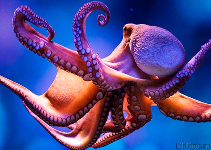 Giant octopus