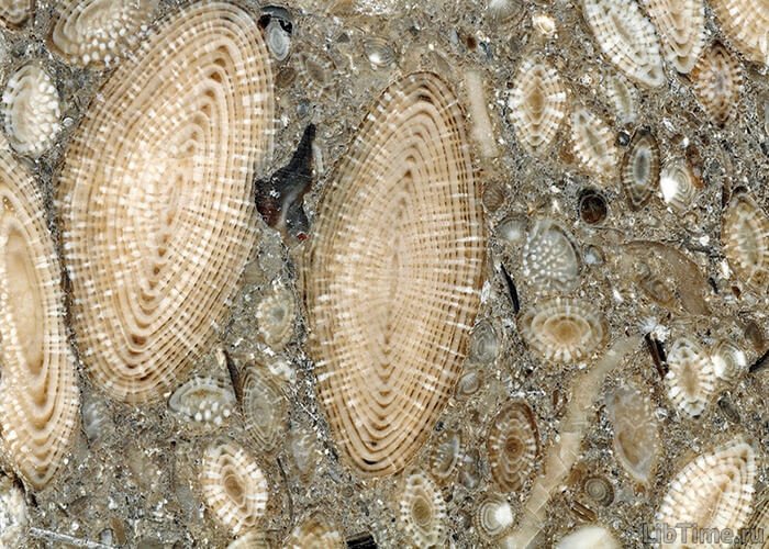Limestone is filled with the remains of various organisms