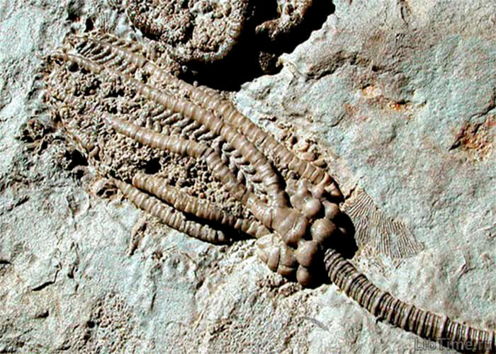 Fossilized animal remains