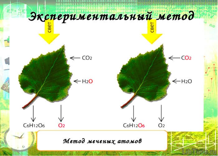 Tracer method in biology explanation