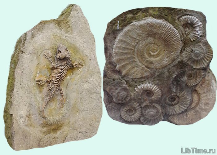 Mineralized finds
