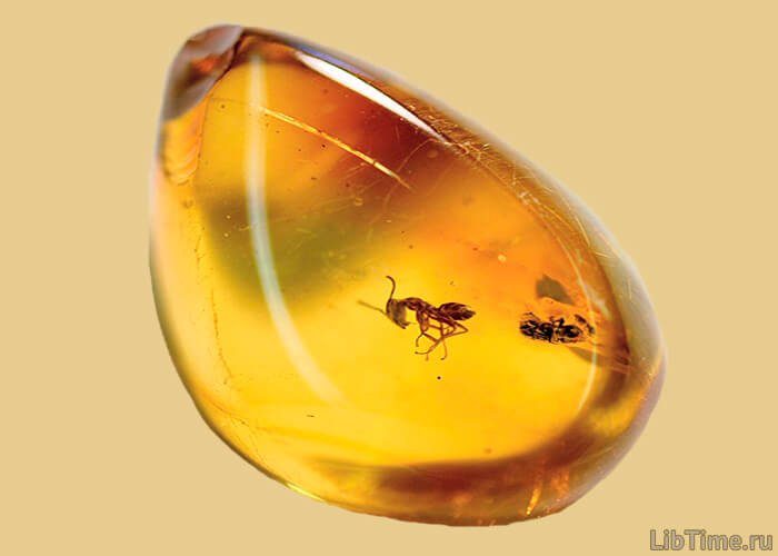 Ant in amber