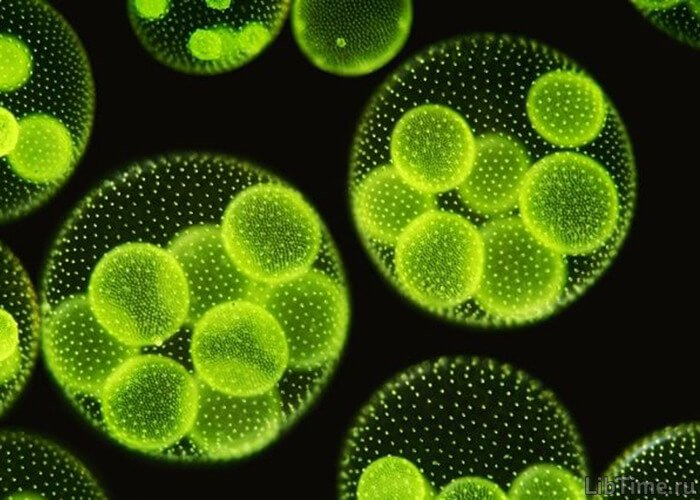 Single-celled algae