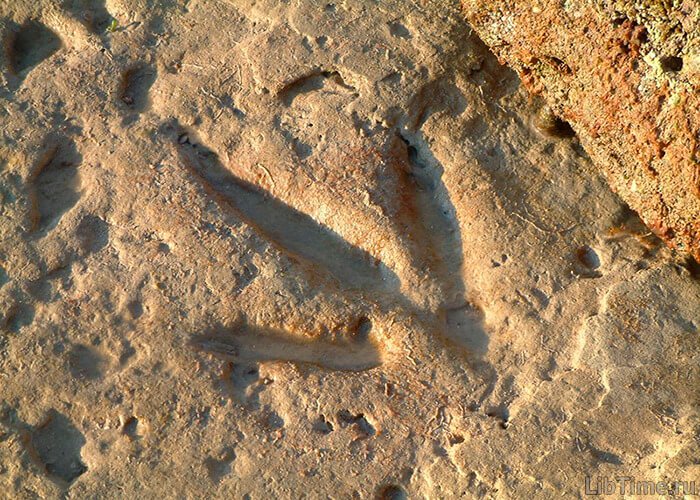 Fossilized footprints of ancient animals