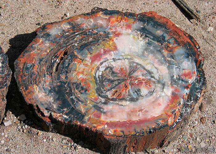 Petrified wood