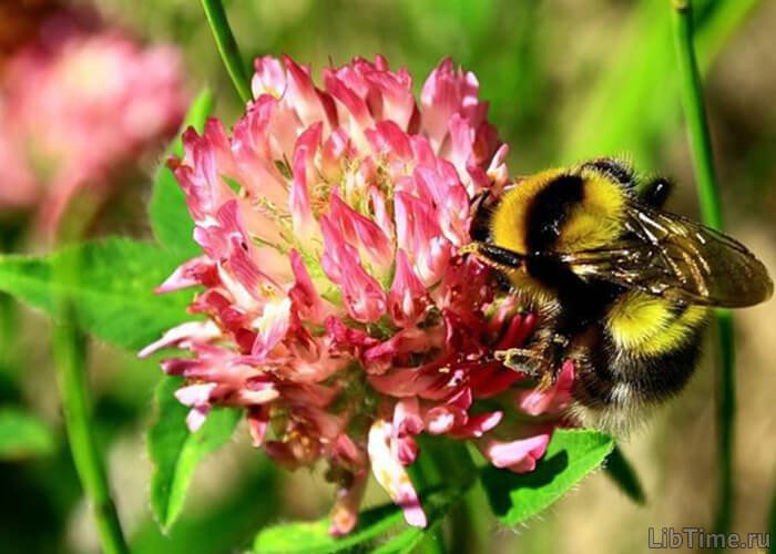 Pollination by insects