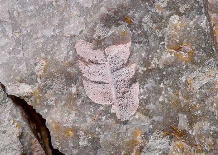Leaf imprint