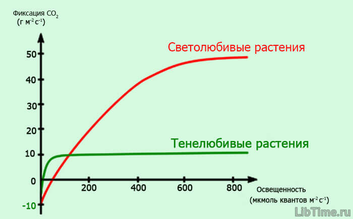 Зависимость фотосинтеза от интенсивности света у светолюбивых и теневыносливых растений