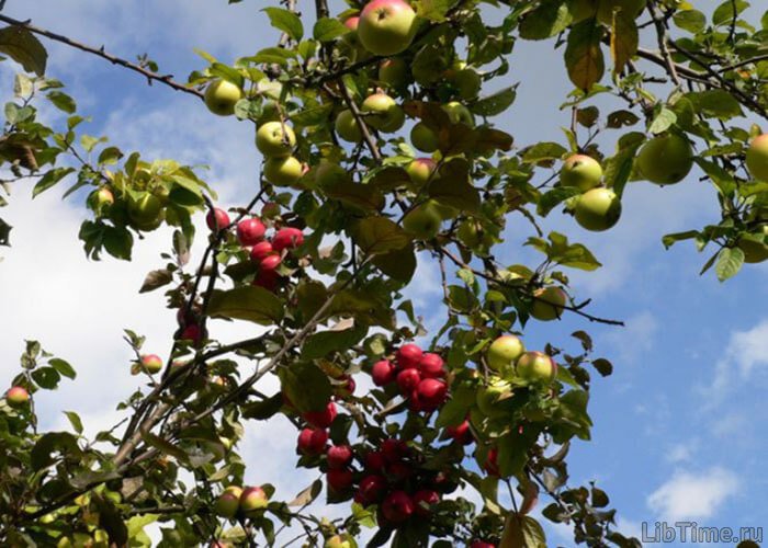 Crossbred apple varieties