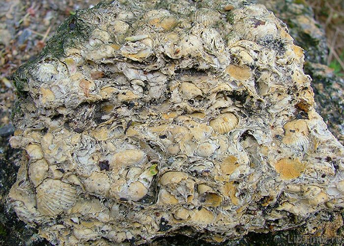 Shells in limestone
