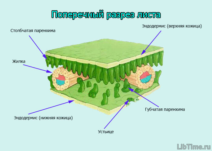 Поперечный разрез листа