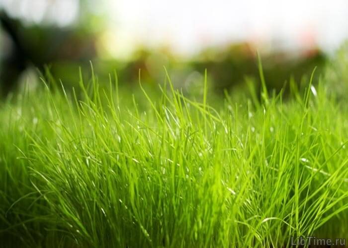 Green plants