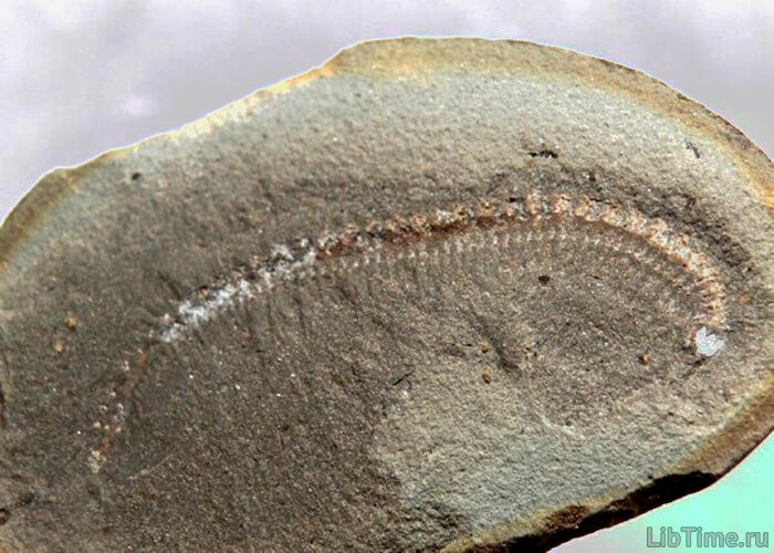 Petrified worm