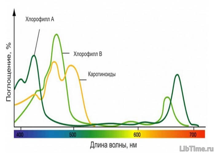 Процесс фотосинтеза в листьях растений