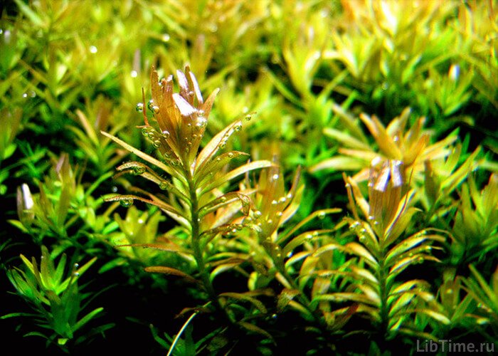 The method of labeled atoms made it possible to study the products formed during photosynthesis explanation