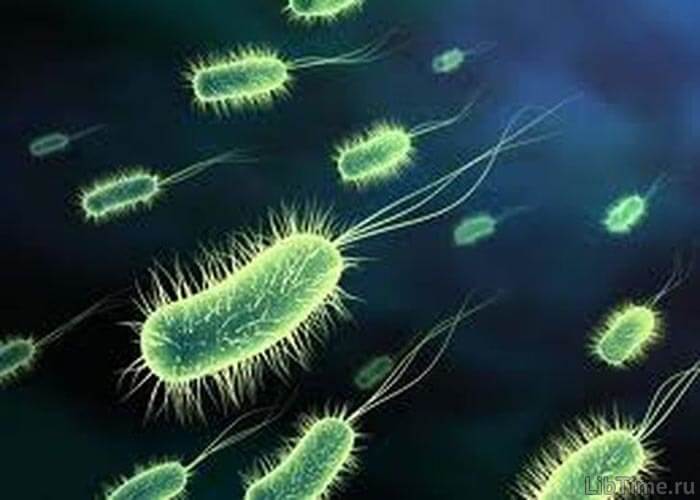 Chemotrophic bacteria