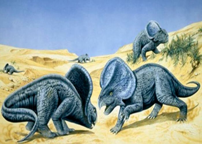 Protoceratops dinosaur