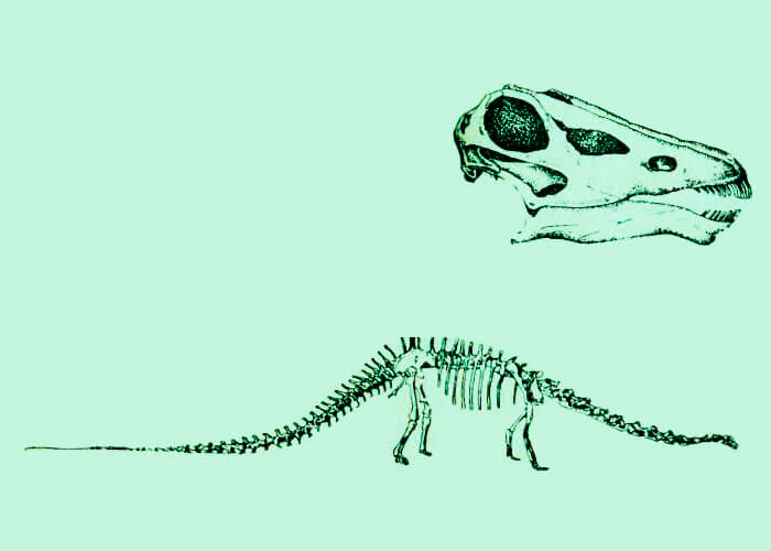 Skeleton of an ancient diplodocus