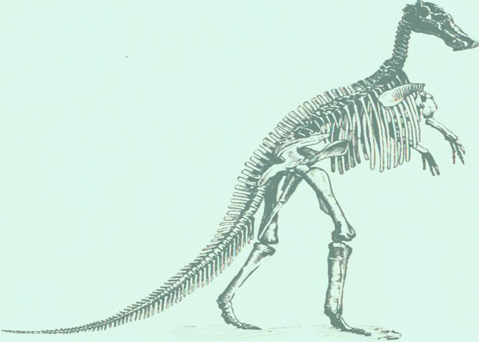 Skeleton of a giant Mandschurosaurus