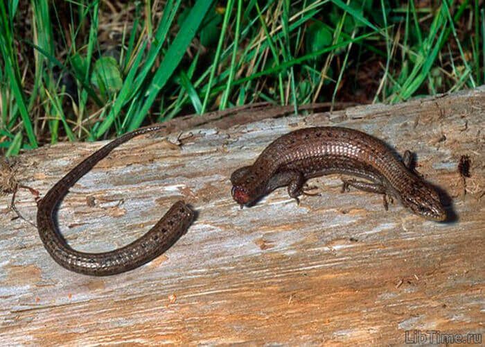 A lizard saves its life by losing its tail