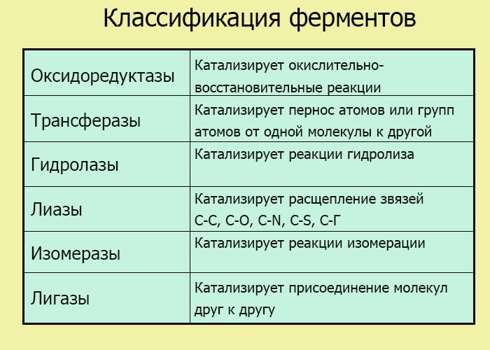 Классификация ферментов