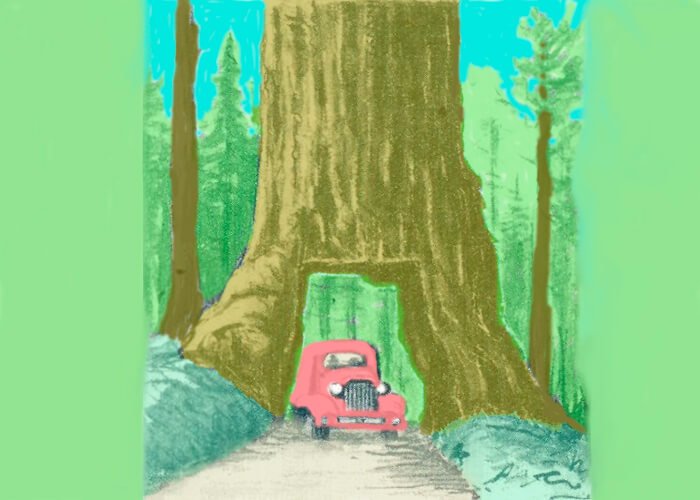 Giant sequoia (redwood) tree in California