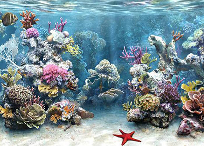 Sea corals