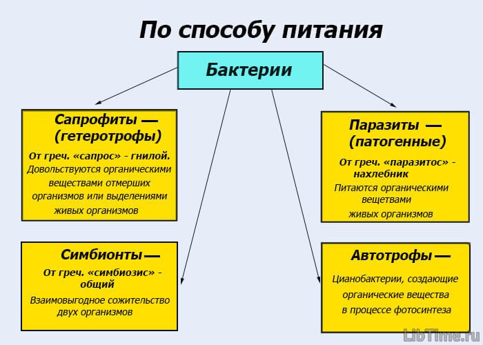 Деление бактерий по способу питания