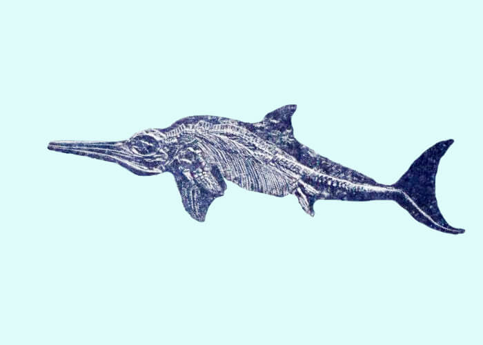 Marine predator - the fish-lizard ichthyosaur
