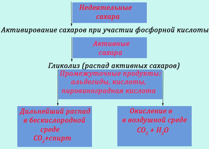 Аэробное и анаэробное дыхание